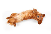 DOG 05 BK0004 01
Dachshund Rolling On Back On White Seamless