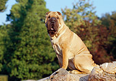 DOG 05 CB0003 01
Shar Pei Sitting On Log