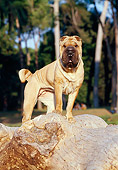 DOG 05 CB0004 01
Shar Pei Standing On Log