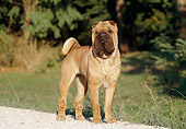 DOG 05 CB0005 01
Shar Pei Standing On Gravel