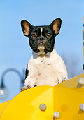 DOG 05 CB0010 01
French Bulldog Sitting On Yellow Play Structure