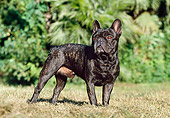 DOG 05 CB0016 01
French Bulldog Standing On Dry Grass