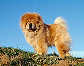 DOG 05 CB0017 01
Chow Chow Standing On Grass