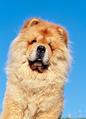 DOG 05 CB0018 01
Portrait Of Chow Chow Against Blue Sky