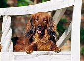 DOG 05 CB0023 01
Long-Haired Dachshund Laying On White Bench
