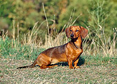 DOG 05 CB0025 01
Smooth Coat Dachshund Sitting On Grass