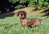 DOG 05 CB0026 01
Wirehaired Dachshund Standing On Grass
