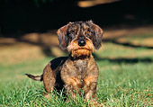 DOG 05 CB0027 01
Wirehaired Dachshund Standing On Grass