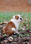 DOG 05 CB0031 01
Back View Of English Bulldog Sitting On Fallen Leaves