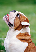 DOG 05 CB0034 01
Portrait Of English Bulldog Looking Up