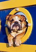 DOG 05 CB0035 01
English Bulldog Looking Through Porthole