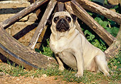 DOG 05 CB0045 01
Pug Sitting By Old Wagon Wheel