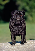 DOG 05 CB0053 01
Portrait Of Pug Standing On Gravel