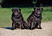 DOG 05 CB0056 01
Two Pugs Sitting On Gravel