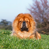 DOG 05 CB0057 01
Chow Chow Laying On Grass