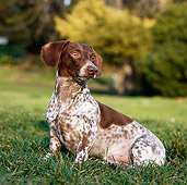 DOG 05 CB0058 01
Portrait Of Dachshund Sitting On Grass