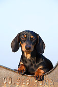 DOG 05 CB0066 01
Portrait Of Dachshund