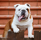 DOG 05 CB0072 01
English Bulldog Leaning On Fence By Brick Wall