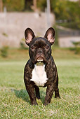 DOG 05 CB0073 01
Portrait Of French Bulldog Standing On Grass