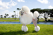 DOG 05 CB0074 01
Miniature Poodle Standing On Grass By Water