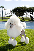 DOG 05 CB0075 01
Miniature Poodle Standing On Grass By Water