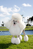 DOG 05 CB0076 01
Miniature Poodle Standing On Grass By Water
