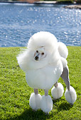DOG 05 CB0077 01
Miniature Poodle Standing On Grass By Water