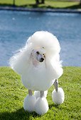 DOG 05 CB0078 01
Miniature Poodle Standing On Grass By Water