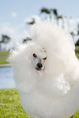 DOG 05 CB0079 01
Close-Up Of Miniature Poodle Standing On Grass By Water