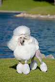 DOG 05 CB0080 01
Miniature Poodle Standing On Grass By Water