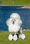 DOG 05 CB0081 01
Miniature Poodle Standing On Grass By Water