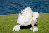 DOG 05 CB0082 01
Miniature Poodle Standing On Grass And Looking Up By Water