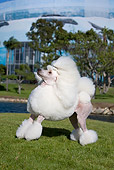 DOG 05 CB0083 01
Miniature Poodle Standing On Grass And Looking Up By Water