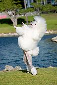 DOG 05 CB0084 01
Miniature Poodle Standing On Hind Legs On Grass By Water