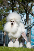 DOG 05 CB0085 01
Miniature Poodle Standing On Grass By Trees
