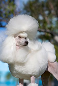 DOG 05 CB0086 01
Portrait Of Miniature Poodle Standing By Trees