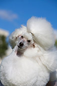 DOG 05 CB0088 01
Portrait Of Miniature Poodle Against Blue Sky