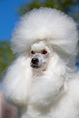 DOG 05 CB0089 01
Head Shot Of Miniature Poodle Against Blue Sky