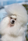 DOG 05 CB0090 01
Head Shot Of Miniature Poodle