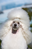 DOG 05 CB0091 01
Head Shot Of Miniature Poodle