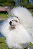 DOG 05 CB0092 01
Portrait Of Miniature Poodle On Grass By Water