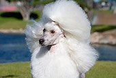 DOG 05 CB0093 01
Close-Up Of Miniature Poodle On Grass By Water