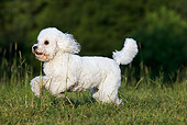 DOG 05 CB0094 01
Toy Poodle Running Through Grass