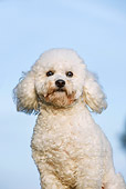 DOG 05 CB0095 01
Portrait Of Toy Poodle Against Blue Sky