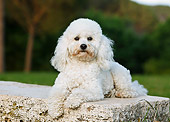 DOG 05 CB0096 01
Toy Poodle Laying On Concrete Slab