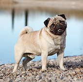 DOG 05 CB0097 01
Pug Standing On Pebbles By 
Water