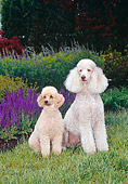 DOG 05 CE0040 01
Standard Poodle And Miniature Poodle Sitting On Grass By Purple Flowers