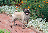 DOG 05 CE0053 01
Pug Standing On Brick Walkway By Lamb's Ear