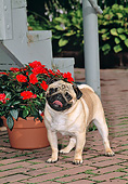 DOG 05 CE0054 01
Pug Standing On Brick Patio By Red Flowers