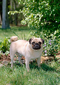 DOG 05 CE0058 01
Pug Standing On Grass In Garden
